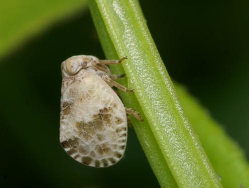 Réf. 85 417 : Hysteropterum dolichotum