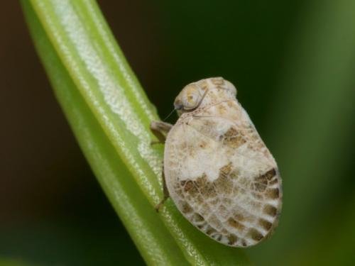 Réf. 85 418 : Hysteropterum dolichotum