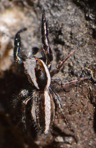 Pseudicius picaceus