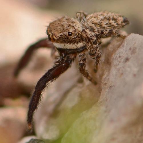 Réf. 85 111 : Neaetha sp.