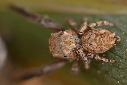 Neaetha sp.