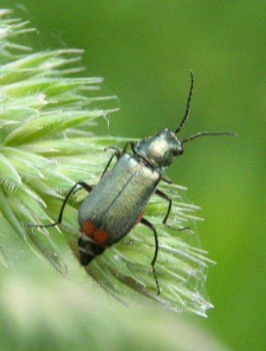 Malachius bipustulatus
