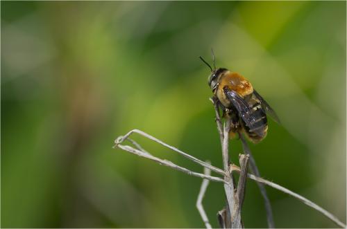 Centris decolorata