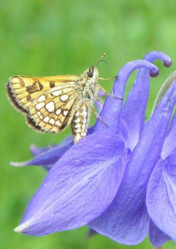 Carterocephalus palaemon