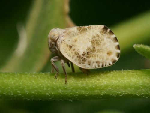 Hysteropterum dolichotum