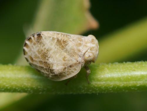 Réf. 85 414 : Hysteropterum dolichotum