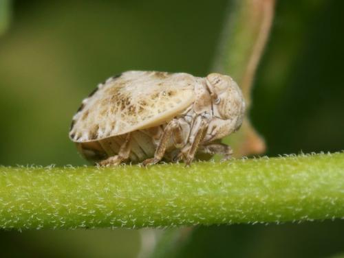 Hysteropterum dolichotum