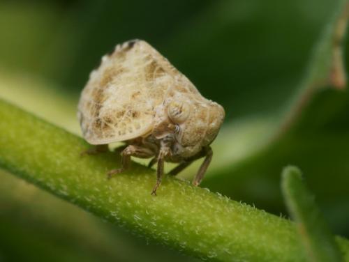 Réf. 85 415 : Hysteropterum dolichotum