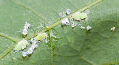 Cacopsylla pulchella