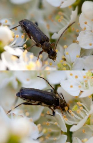 Grammoptera ruficornis