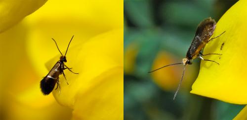 Micropterix aruncella