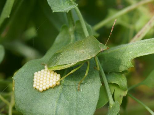 Réf. 85 851 : Nezara viridula