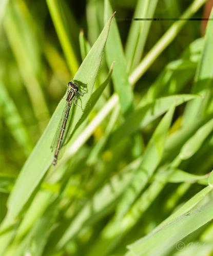 Coenagrion puella