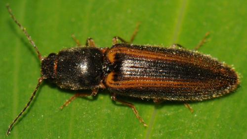 Réf. 85 487 : Athous vittatus