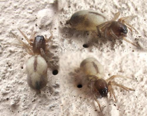 Porrhoclubiona leucaspis