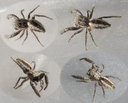 Pseudicius sp.