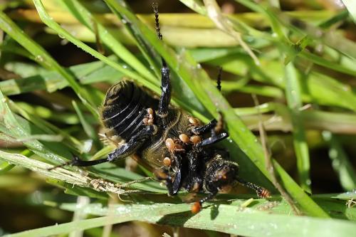 Nicrophorus vespillo