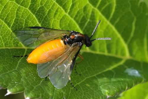 Athalia sp.