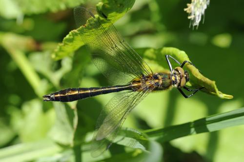 Réf. 85 080 : Cordulia aenea