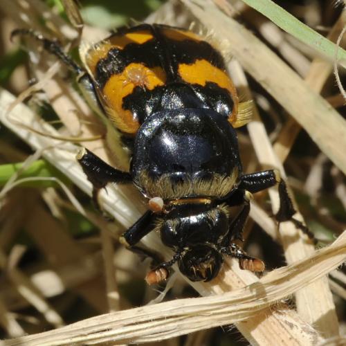 Nicrophorus vespillo