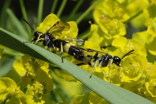 Zonuledo sp.