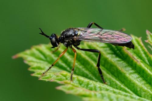 Dioctria rufipes