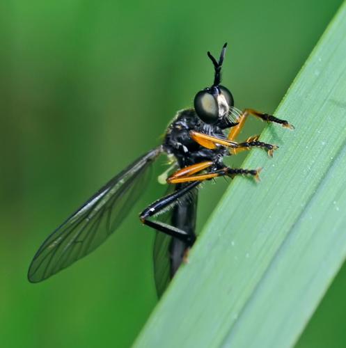 Dioctria rufipes