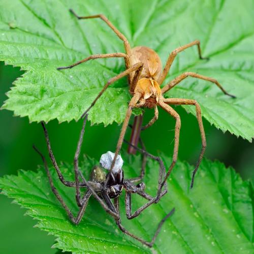 Réf. 85 300 : Pisaura mirabilis