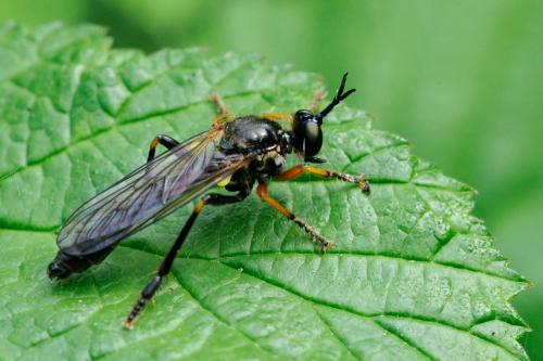 Dioctria rufipes