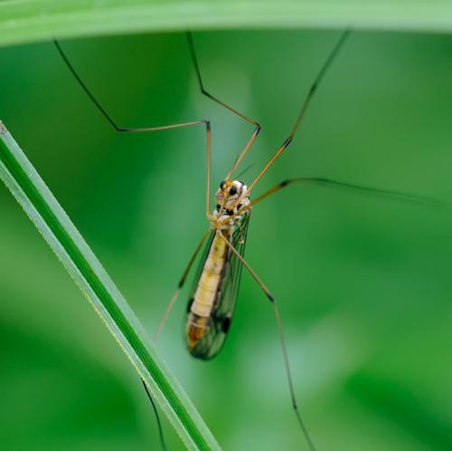 Nephrotoma quadrifaria