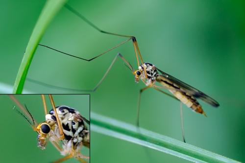 Nephrotoma quadrifaria