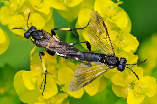 Réf. 85 349 : Macrophya montana