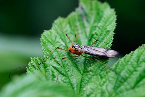 Nephrotoma quadrifaria