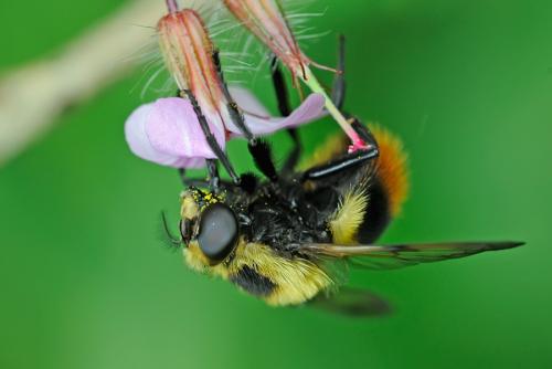Volucella bombylans
