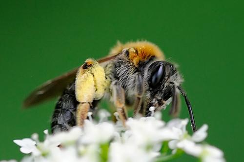 Andrena haemorrhoa