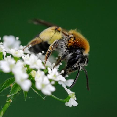 Andrena haemorrhoa