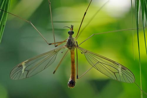 Réf. 85 912 : Tipula sp.
