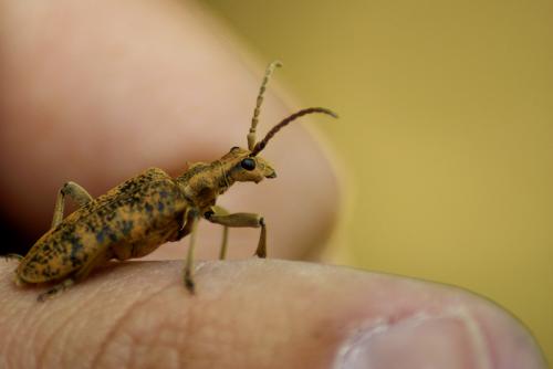 Rhagium sycophanta