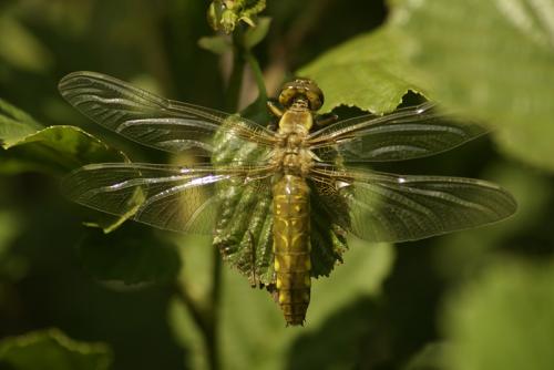 Libellula depressa