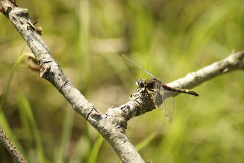 Réf. 85 756 : Leucorrhinia pectoralis