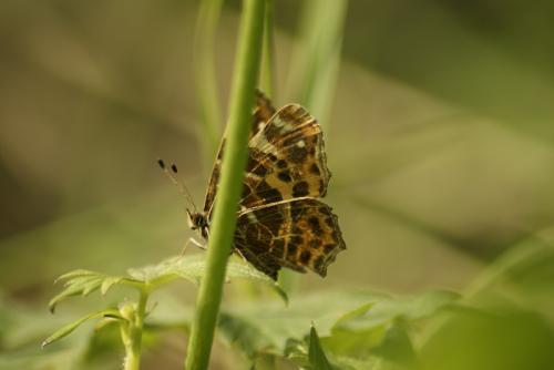 Araschnia levana