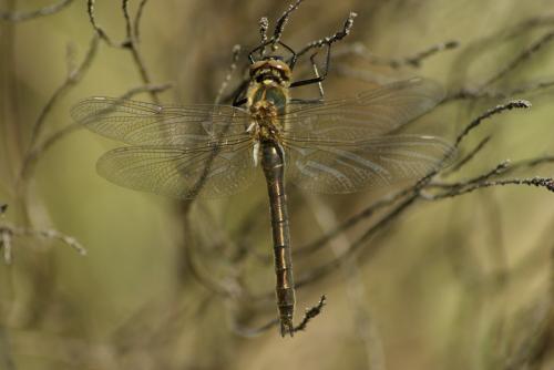 Réf. 85 754 : Cordulia aenea