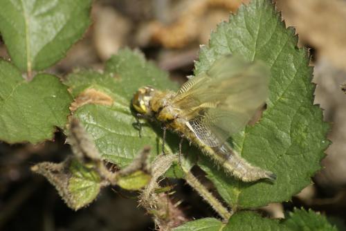 Libellula quadrimaculata