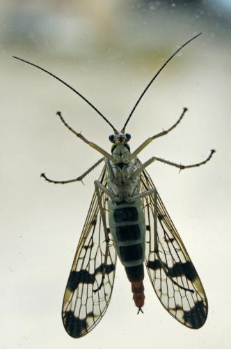 Panorpa communis