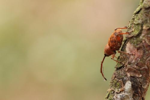 Curculio glandium