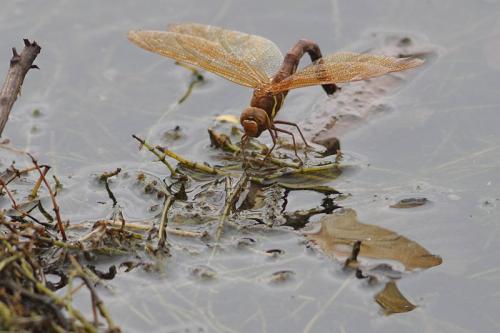 Réf. 85 752 : Aeshna grandis