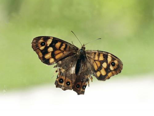 Pararge aegeria