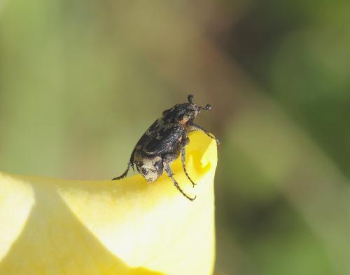 Réf. 85 481 : Valgus hemipterus