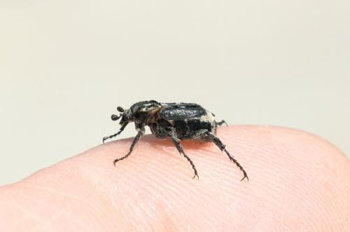 Valgus hemipterus