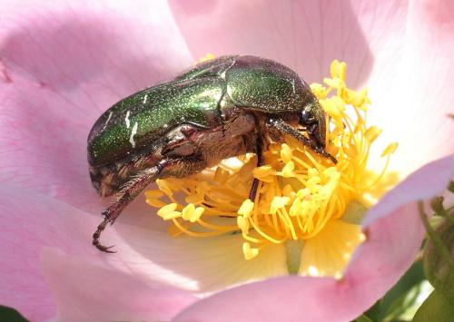 Réf. 85 531 : Cetonia aurata aurata